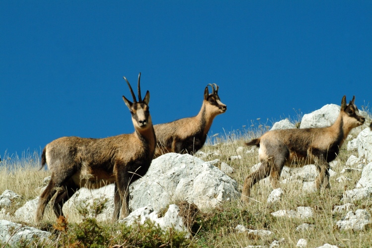 Camoscio d''Abruzzo Rupicapra pyrenaica ornata